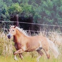 Pferd Shantie (Haflinger, 1997, von Samanto III-S)