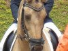 dressage horse Little Davidson (German Riding Pony, 2004, from Donchester)