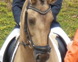 dressage horse Little Davidson (German Riding Pony, 2004, from Donchester)