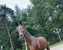 broodmare Westwind (Hanoverian, 2008, from Wilton)