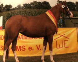 Zuchtstute Noelle (Deutsches Reitpony, 2009, von Noir de Luxe)