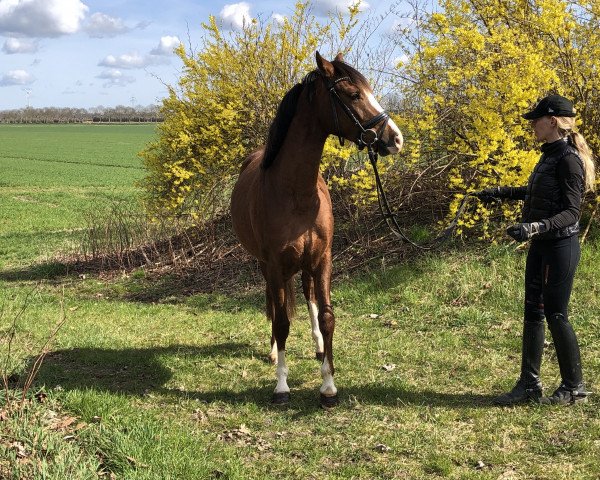 Zuchtstute Buchenhof's Daily Chocolate (Deutsches Reitpony, 2018, von Harry Potter)