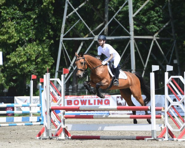 jumper Balzsam (Hungarian Warmblood, 2005)