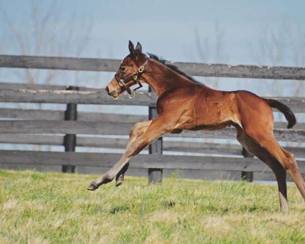 horse Stute von McKinzie xx (Thoroughbred, 2022, from Mckinzie xx)