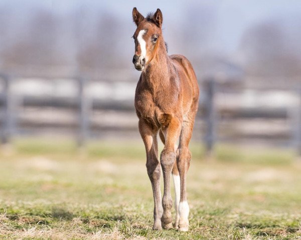 horse Hengst von Spun to Run xx (Thoroughbred, 2022, from Spun To Run xx)