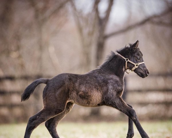 horse Stute von Spun to Run xx (Thoroughbred, 2022, from Spun To Run xx)