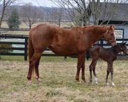 broodmare Tepped xx (Thoroughbred, 2014, from Tapit xx)