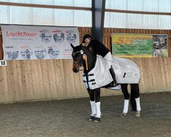 dressage horse Concept Clear (Hanoverian, 2009, from Fidertanz)