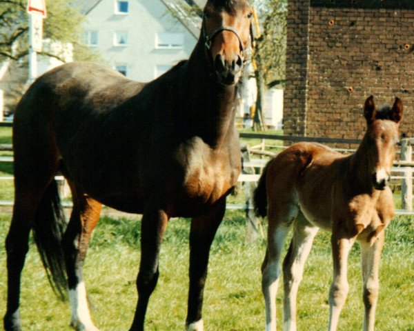 Zuchtstute Fara Diva (Westfale, 1991, von Fioravanti)