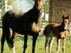 broodmare Fara Diva (Westphalian, 1991, from Fioravanti)