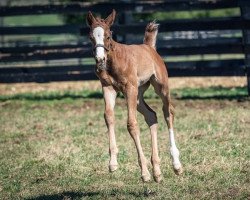 horse Hengst von Justify xx (Thoroughbred, 2022, from Justify xx)