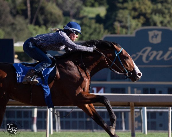 Pferd Union Train xx (Englisches Vollblut, 2019, von Union Rags xx)