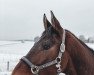 jumper Star's la Isa (Hanoverian, 2014, from Mtf Starpower)