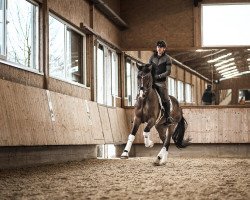 dressage horse Rock your Body KV (Holsteiner, 2018, from Rock Forever NRW)