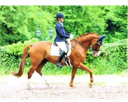 dressage horse Dorado D'or (Westphalian, 2003, from Don Bedo I)