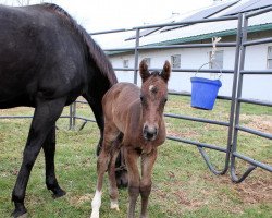 horse Stute von Curlin xx (Thoroughbred, 2022, from Curlin xx)