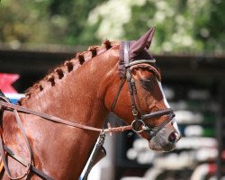 jumper Lapithos (Little German Riding Horse, 2002, from Linolando)