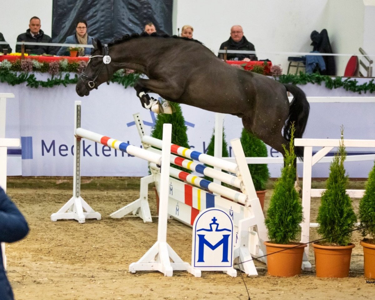 Deckhengst Der kleine Dino (Deutsches Reitpony, 2019, von Don Dino L)