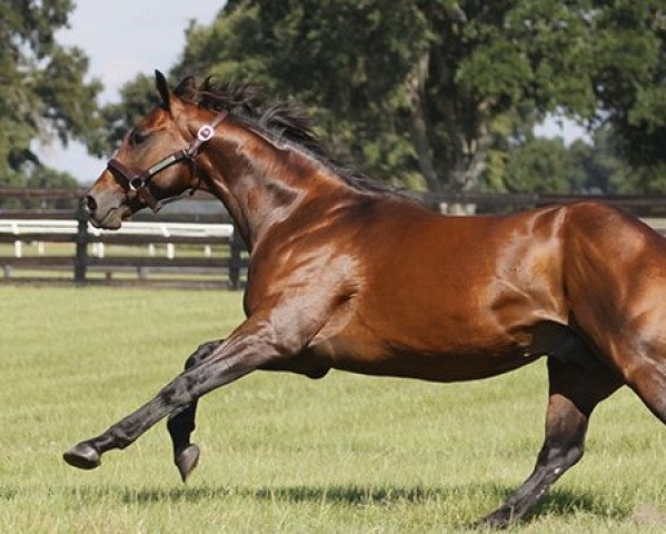 stallion Marchfield xx (Thoroughbred, 2004, from A. P. Indy xx)