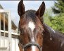 dressage horse Don Carinio (Hanoverian, 2008, from De Niro)