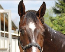 dressage horse Don Carinio (Hanoverian, 2008, from De Niro)