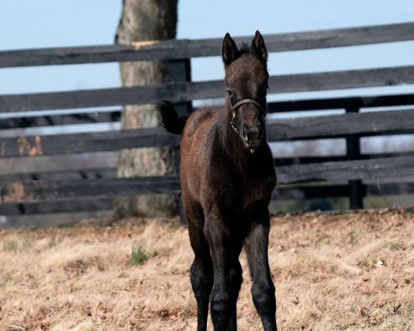 horse Stute von Curlin xx (Thoroughbred, 2022, from Curlin xx)