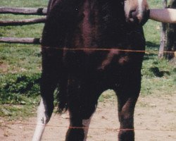 broodmare Gustel (Heavy Warmblood, 1973, from Ethos Mo 1266)