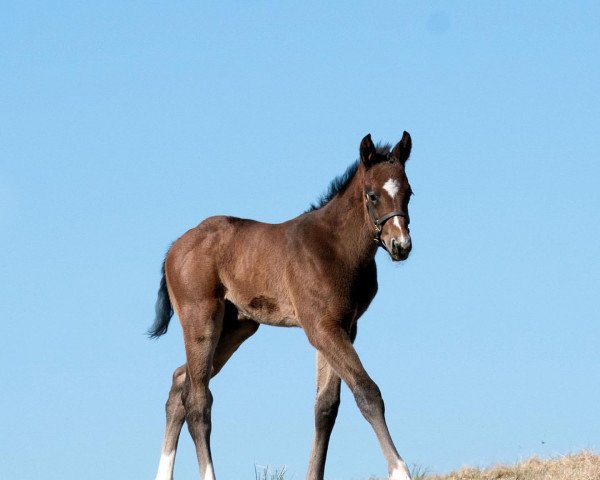 horse Hengst von Twirling Candy xx (Thoroughbred, 2022, from Twirling Candy xx)