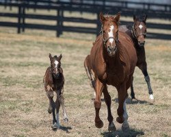 Pferd Stute von American Pharoah xx (Englisches Vollblut, 2022, von American Pharoah xx)