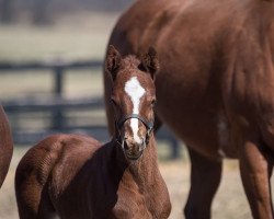 horse Stute von Kantharos xx (Thoroughbred, 2022, from Kantharos xx)