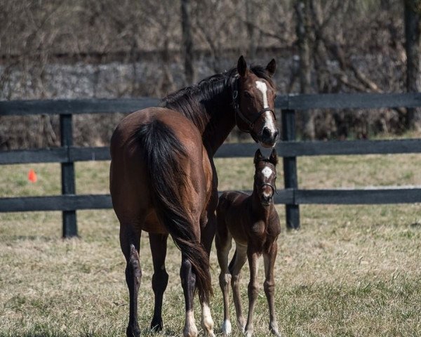 horse Stute von McKinzie xx (Thoroughbred, 2022, from Mckinzie xx)