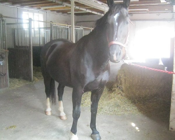 broodmare Claire (Heavy Warmblood, 1994, from Coronat)