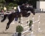 jumper Galan 238 (Hanoverian, 2013, from Grey Top)