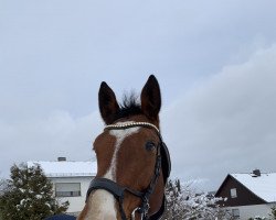 broodmare Eberlina (KWPN (Royal Dutch Sporthorse), 2009, from Clinton)