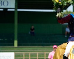 jumper Captain Sparrow (Swedish Warmblood, 2006, from VDL Cardento 933)