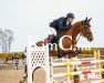 jumper Nicoline D'Or (Belgian Warmblood, 2013, from Diamant de Semilly)