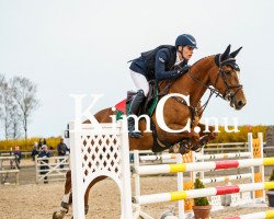 Springpferd Nicoline D'Or (Belgisches Warmblut, 2013, von Diamant de Semilly)