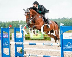 jumper Harry du Seigneur (Belgium Sporthorse, 2013)