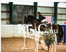 broodmare Estella (KWPN (Royal Dutch Sporthorse), 2009, from VDL Cardento 933)