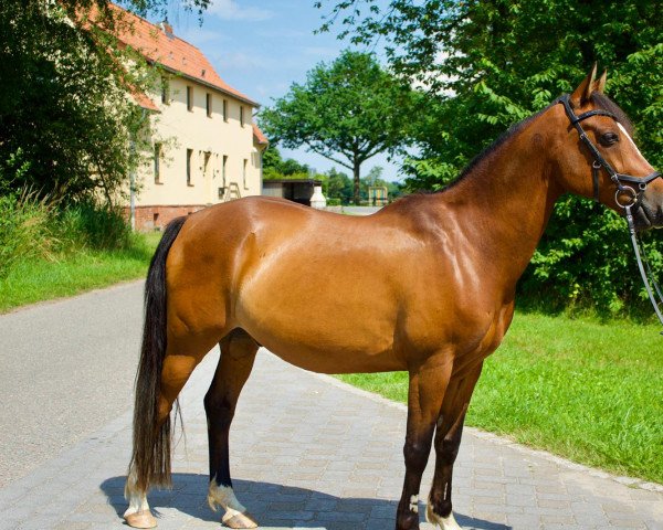 jumper Pagero 4 (German Riding Pony, 2009, from Pernod)
