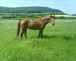 broodmare Adina (Sachse, 1992, from Ajan xx)