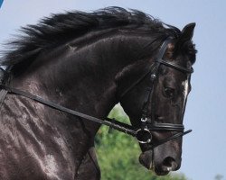 dressage horse Felice (Hanoverian, 2003, from Ferro)