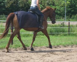 broodmare Lanzarote (Hanoverian, 2003, from Lauries Crusador xx)