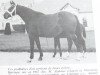 broodmare Berceuse (Selle Français, 1967, from Ibrahim AN)