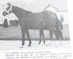 broodmare Berceuse (Selle Français, 1967, from Ibrahim)