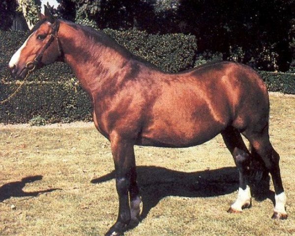 stallion Lord Roussetiere SF (Selle Français, 1977, from Amour du Bois)