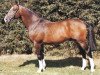 stallion Feu d'Amour (Selle Français, 1983, from Lord Roussetiere SF)