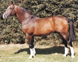 stallion Feu d'Amour (Selle Français, 1983, from Lord Roussetiere SF)