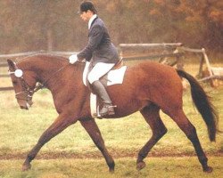 stallion Flashlight (Zweibrücken, 1987, from Feu d'Amour)