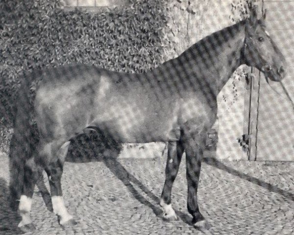 stallion Fernando (Hanoverian, 1944, from Fermor III)